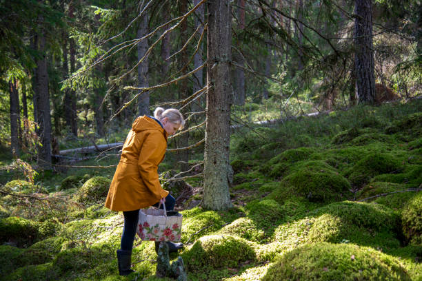 istock Woman walking in forest and picking berries 2173903777