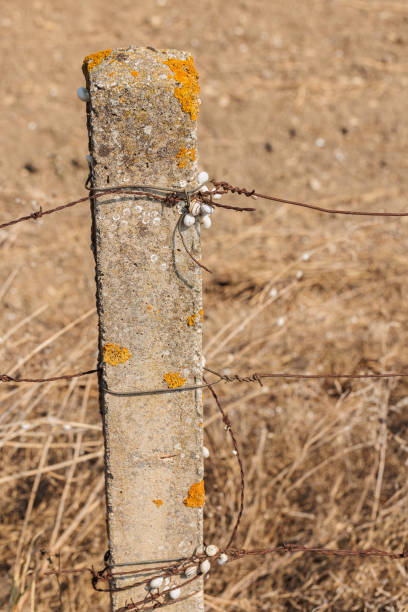 istock Concrete fence post with snails estivating in summer heat 2173903982