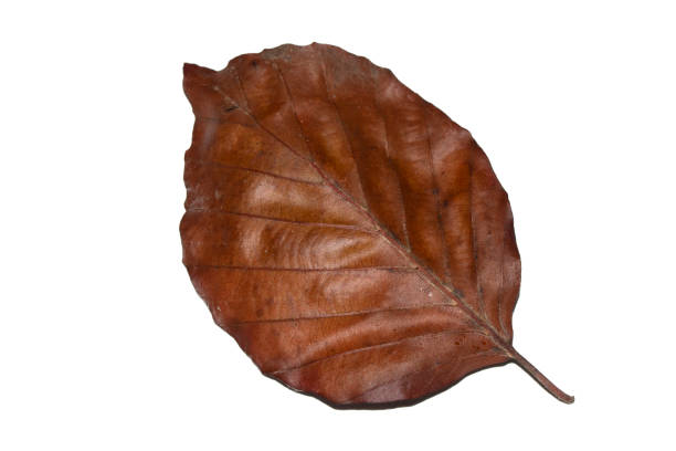 Close Up of a Fallen Beech Autumn Leaf on White Background