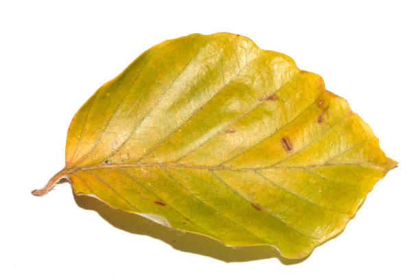 Close Up of a Fallen Beech Autumn Leaf on White Background