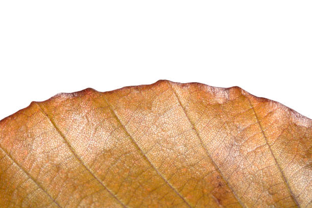 Close Up of a Fallen Beech Autumn Leaf on White Background