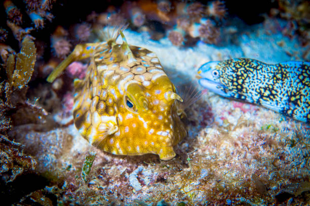 Colonial ascidians, or sea squirts, are sessile marine invertebrates forming colonies of interconnected zooids that share a common tunic. They filter feed using specialized siphons and reproduce both sexually and asexually, often via budding. Among them, Botryllus species form striking colonies with awesome zooid arrangements. While ecologically important as filter feeders and habitat providers, some colonial ascidians, including Botryllus, can become invasive, impacting ecosystems and fouling marine structures. \nThis colony of Botryllus sp. was encountered in the Lembeh Strait, North Sulawesi, Indonesia \n1°28'47.812 N 125°15'1.262 E at 23m depth