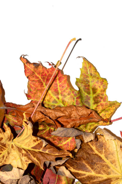 istock Close Up of Fallen Leaves Acer and Beech on a White Background 2173906126