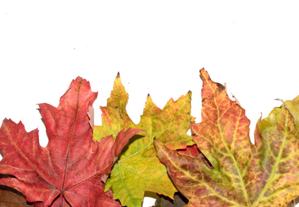 Close Up of Fallen Leaves Acer and Beech on a White Background