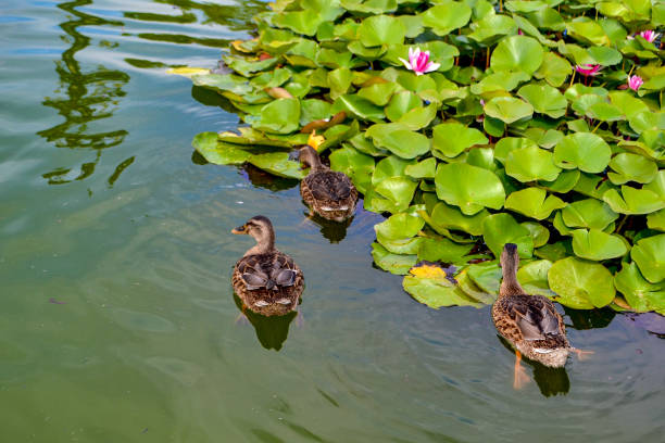 istock Ducks on a Pond with Water Lilies 2173908996