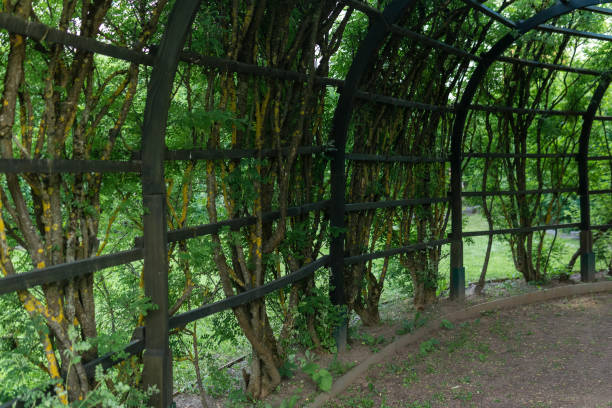 istock view from inside a shady pergola in a park 2173910777