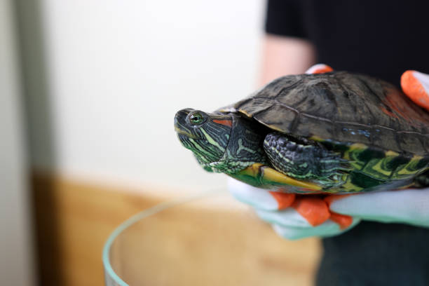 istock People care for and play with a pet red-eared turtle. 2173912245