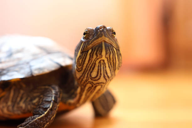 Small Turtle Relaxing on Mossy Rocks