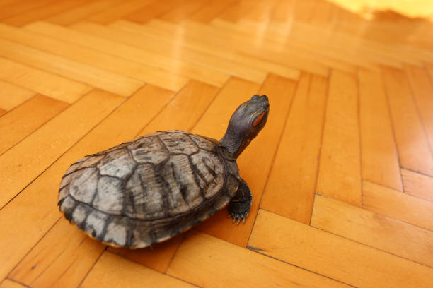 istock People care for and play with a pet red-eared turtle. 2173912297