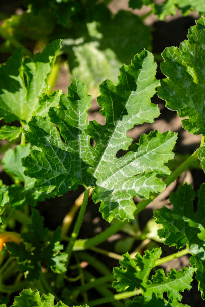 istock Zucchini blooming in the garden in summer. 2173912610