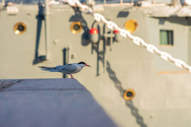 Common tern bird on a granite parapet ship in the background