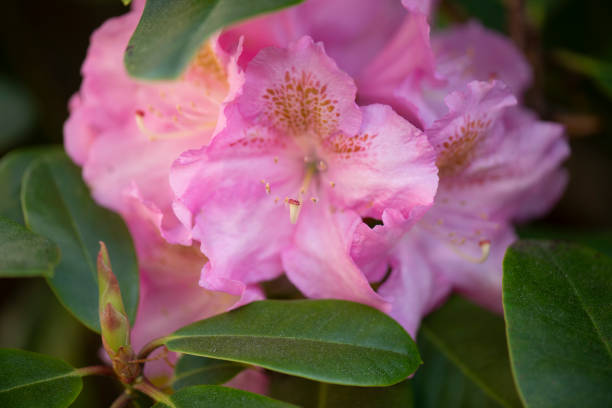 Close-up photography of flowering colourful rhododendron in spring (late May). The image is part of a series of blooming rhododendron plants in spring in a nordic country (Norway). The image was captured with a sharp prime macro (micro) lens and a full frame DSLR resulting in shallow depth-of-field.