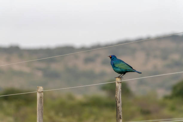 Greater blue-eared starling (Lamprotornis chalybaeus) in a tree in a South African Game Reserve.