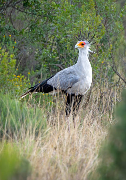 istock Secretary Bird (Sagittarius serpentarius) in a South African Game Reserve. 2173915507