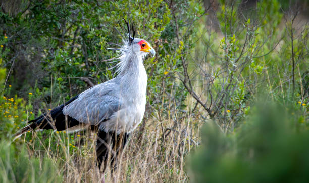istock Secretary Bird (Sagittarius serpentarius) in a South African Game Reserve. 2173915556