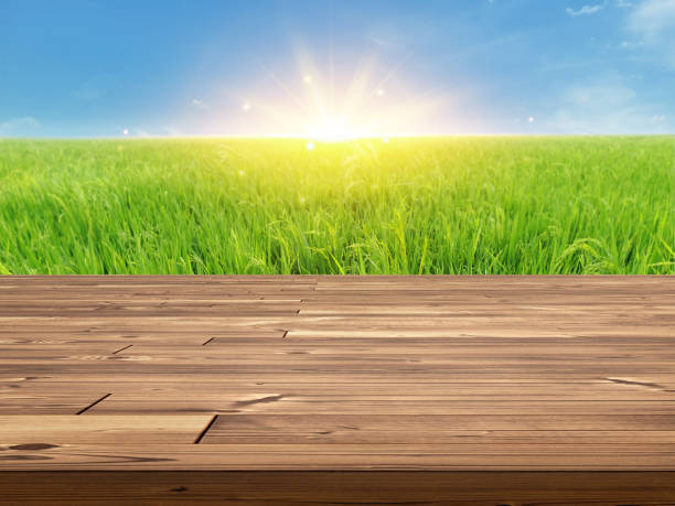 istock Empty wooden table with rice field background and bright morning sky. 2173916292