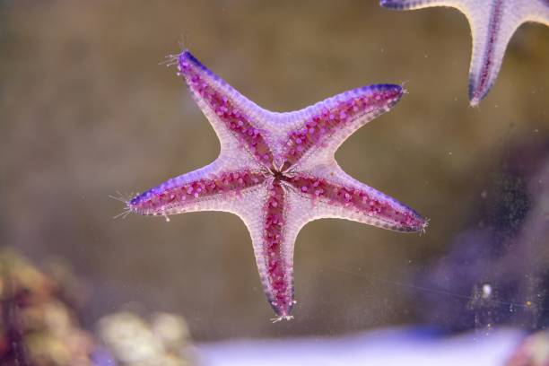 istock Colorful Starfish in Underwater Habitat 2173917195