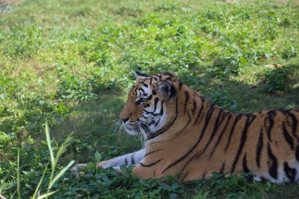 istock Majestic Tiger Resting in Greenery 2173917486