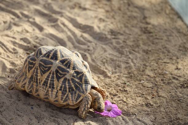 Tortoise Enjoying a Purple Flower