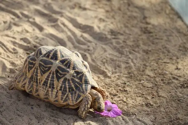 Tortoise Enjoying a Purple Flower Tortoise Enjoying a Purple Flower