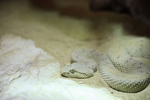 istock Camouflaged Snake on Sandy Ground 2173917500
