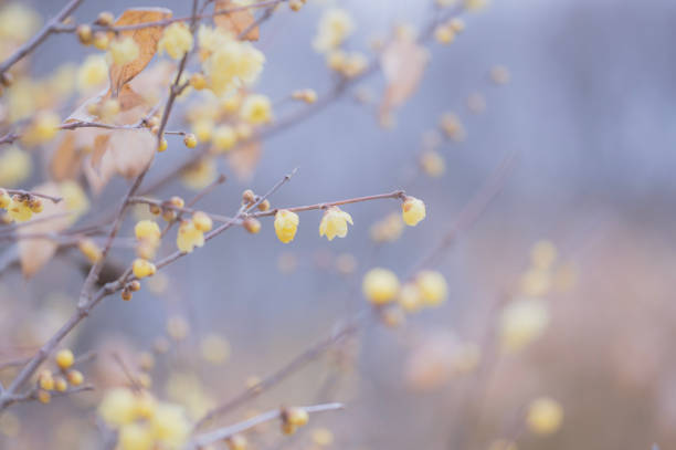 istock Flower of Wintersweet 2173923040