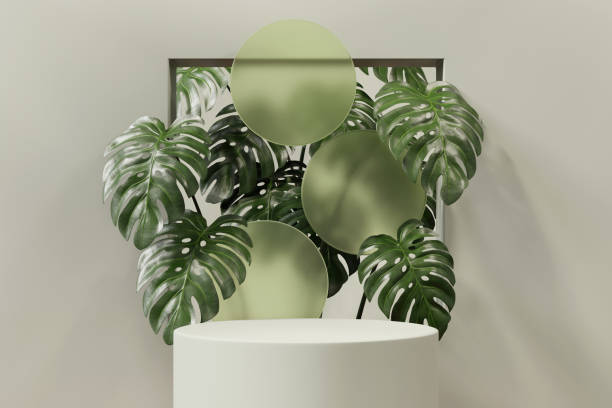 istock 3D rendering platform podium with monstera plant product presentation background 2173923044