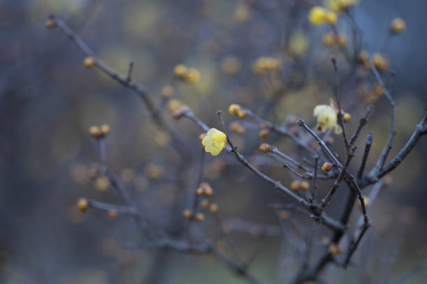 istock Flower of Wintersweet 2173923053
