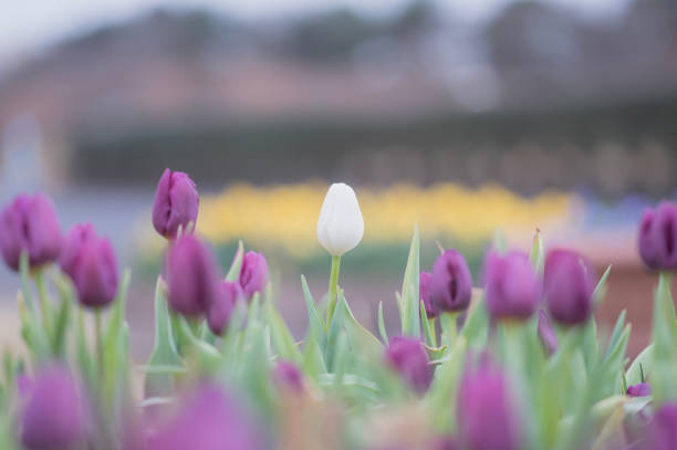 Stunning white tulips with deep purple flames throughout. A colored eye catching tulip.
