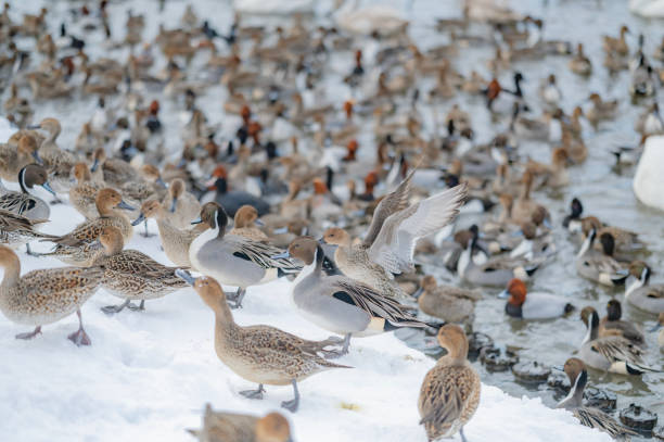 istock Flock of ducks at Lake Hyouko 2173923449