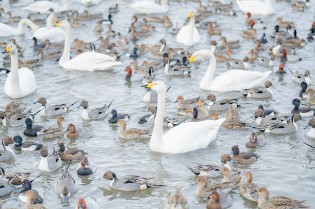istock Swans and ducks flocking to Lake Hyouko 2173923455