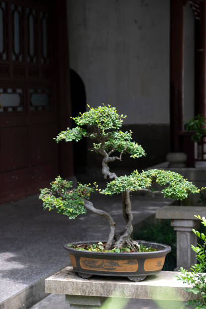 Bonsai in traditional Chinese gardens