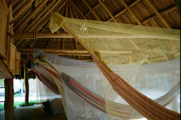 istock Tayrona national park hammocks 2173924456