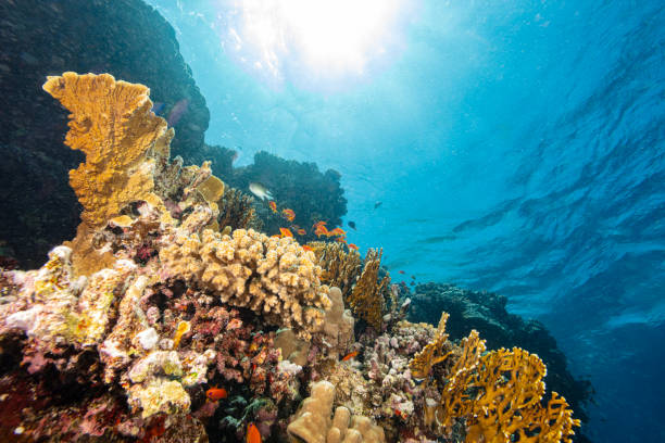 istock Underwater Tropical Corals Reef with colorful sea fish 2173925297