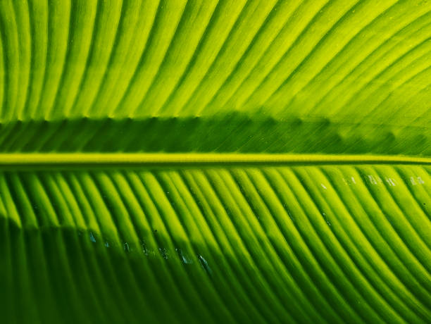 Full frame shot of Banana leaf surface, tropical leaves, abstract green leaves texture, nature background