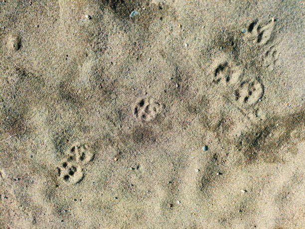 istock Abstract texture of a Sand on river bank 2173929076