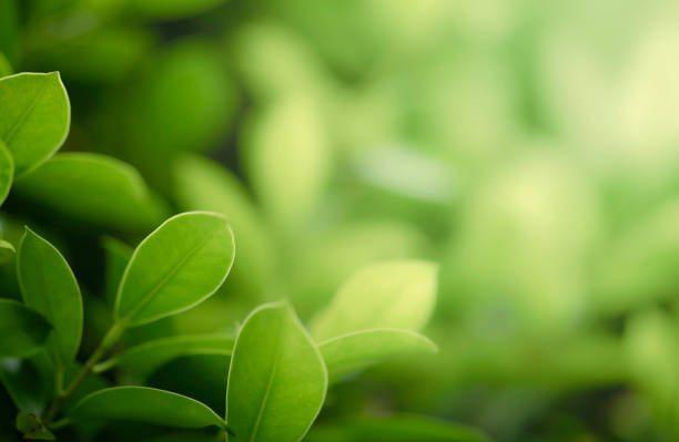 istock Closeup beautiful view of nature green leaf on greenery blurred background with sunlight and copy space. It is use for natural ecology summer background and fresh wallpaper concept. 2173931294