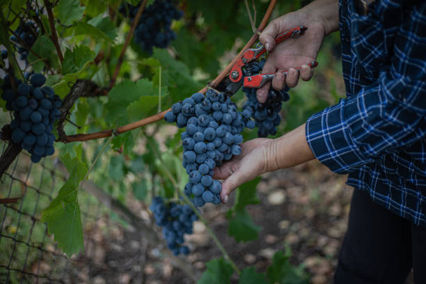 istock Grape harvest, a woman picks ripe grapes 2173932854
