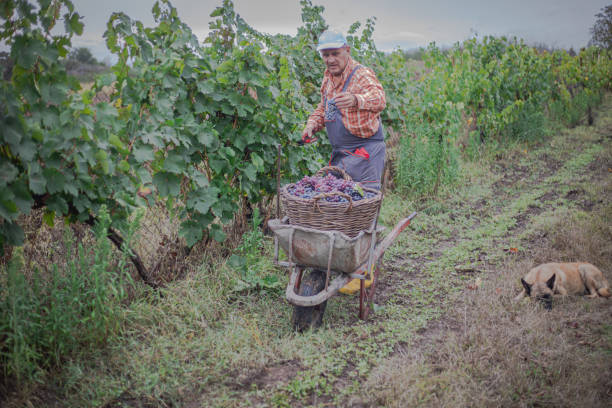 Grape harvest, a man picks ripe grapes, uses scissors for pruning