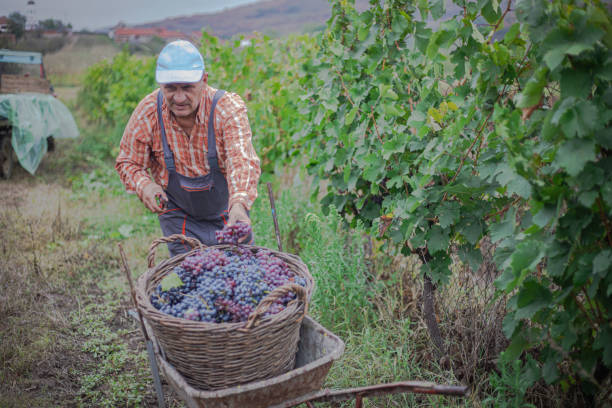 istock Grape harvest, a man picks ripe grapes, uses scissors for pruning 2173934034