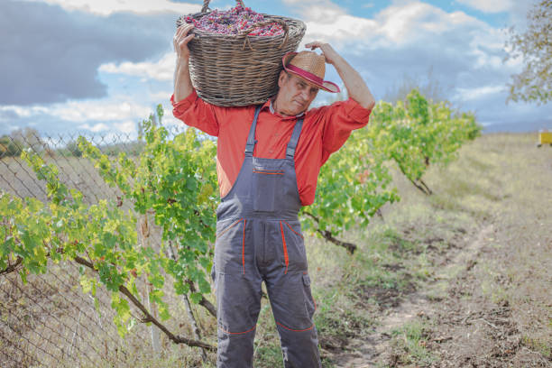 Grape harvest, a man picks ripe grapes, uses scissors for pruning
