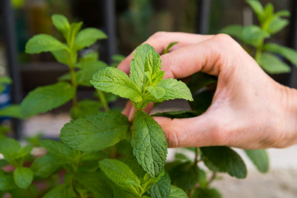 istock Mint Plant, An ayurvedic herb 2173934701