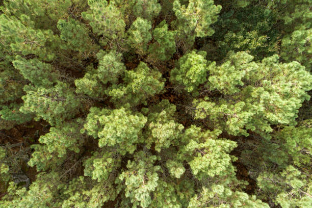 istock treetops in a pine forest, top view with drone 2173935038