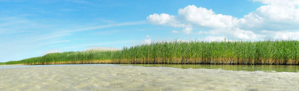 istock Sea Reed along the Bank - Panorama 2173935085