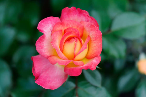 istock The Rainbow Sorbet Rose 2173936177
