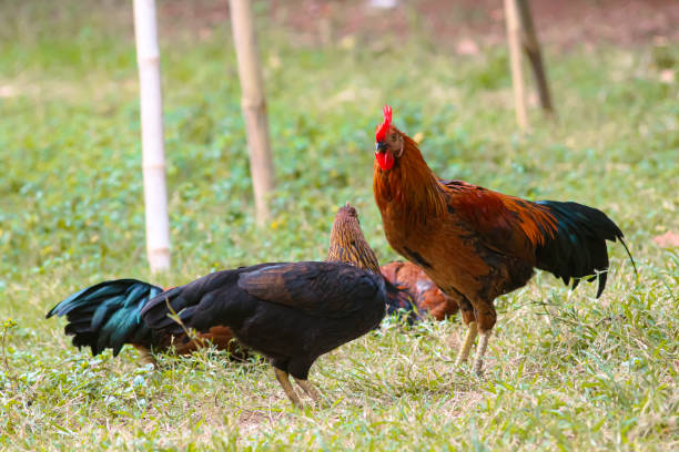 A group of free-range chickens in the field