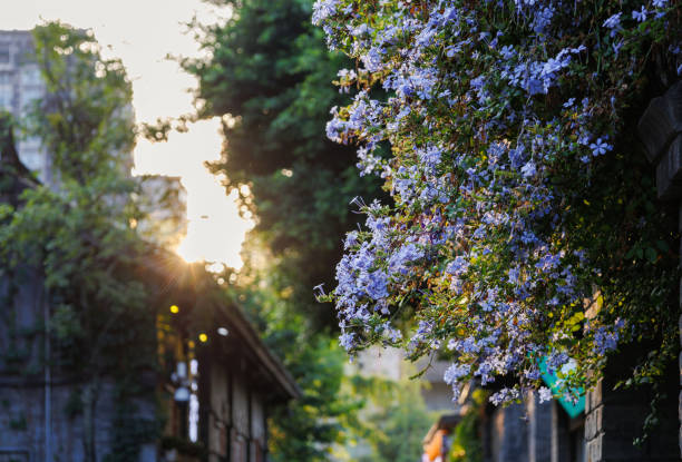 istock Sunlight and Flowers in Retro Alley 2173939557