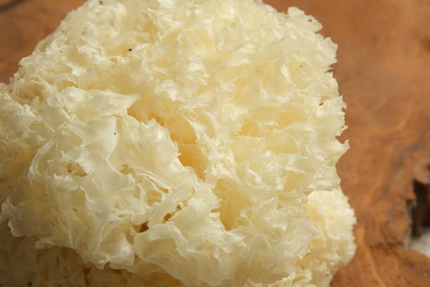 istock Dried snow fungus (Tremella fuciformis) 2173940977