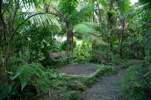 Walking towards the tip of El Yunque. El Yunque is the only tropical rainforest that belongs to the National Forest System. It is one of the national forest with the greatest biological diversity.