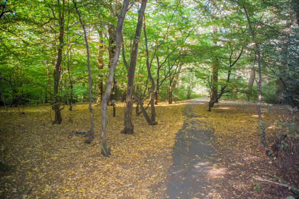 branch tree forest light isolated green lush sunshine summer colour image